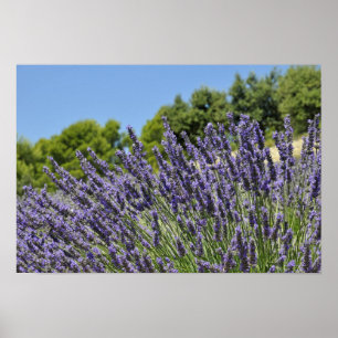 Póster La lavanda florece en el campo en el verano,