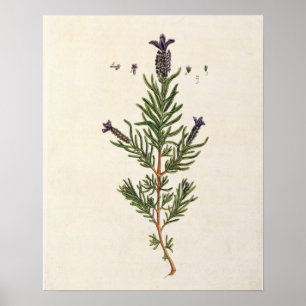 Póster La lavanda francesa, platea 241 'de un Herbal