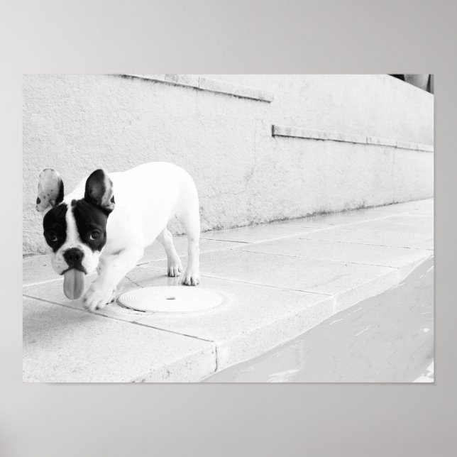 Póster La lengua del bulldog francés (Frente)