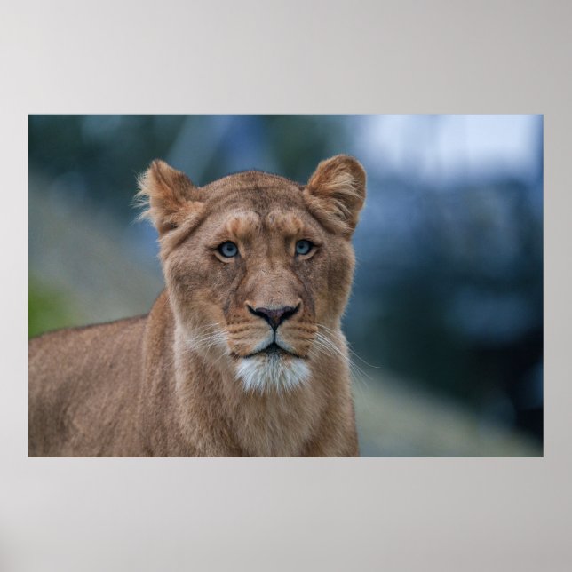 Póster La leona de los ojos azules (Frente)