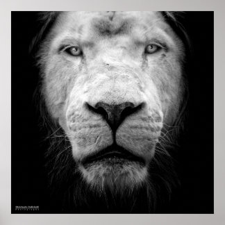 Póster La lion blanc - El león blanco