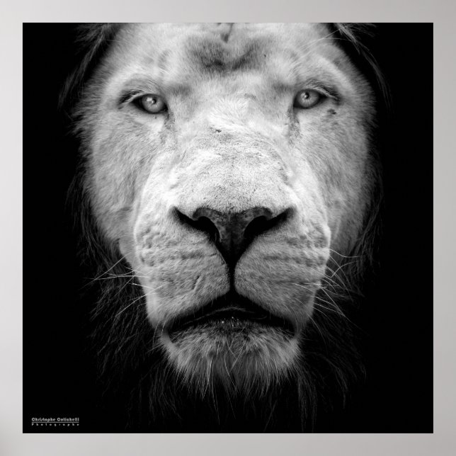 Póster La lion blanc - El león blanco (Frente)