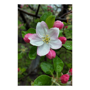 Póster La lluvia cae sobre la flor pequeña