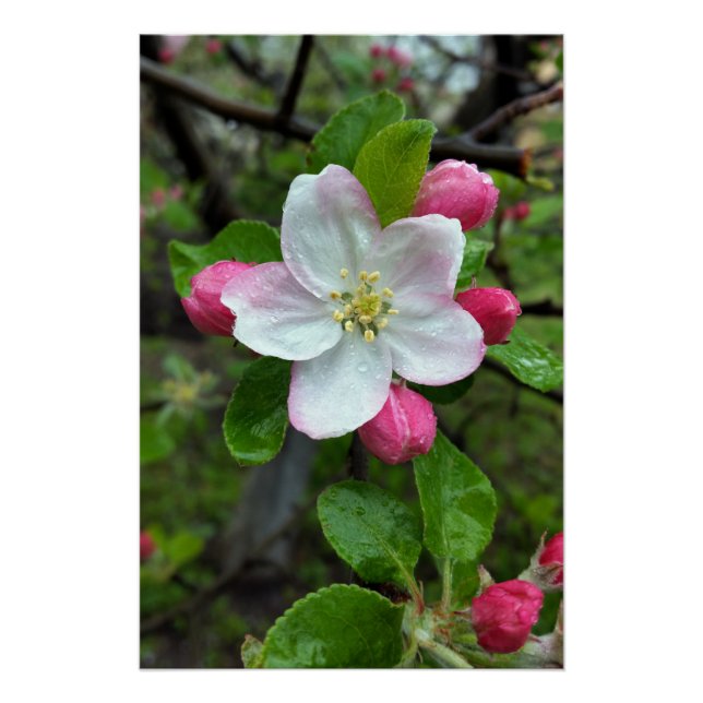 Póster La lluvia cae sobre la flor pequeña (Anverso)