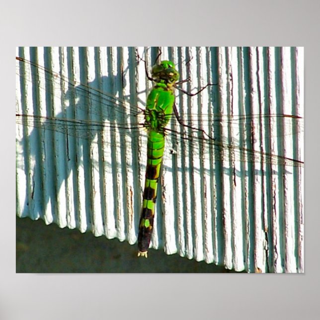 Póster La luminosa libélula verde cierra la naturaleza (Frente)