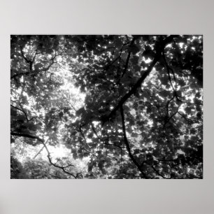 Póster La luz a través de los árboles