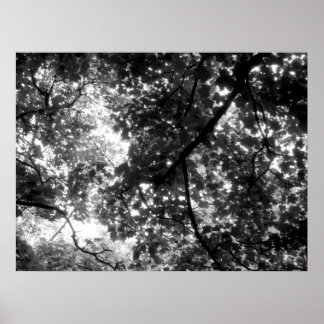 Póster La luz a través de los árboles