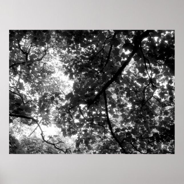 Póster La luz a través de los árboles (Frente)