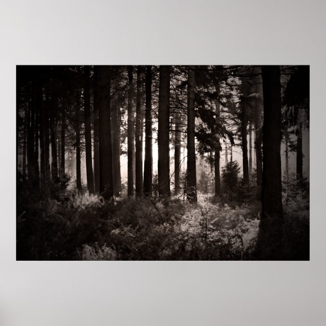 Póster La luz brilla a través de un bosque oscuro (Frente)