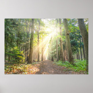 Póster La luz de arriba en el bosque