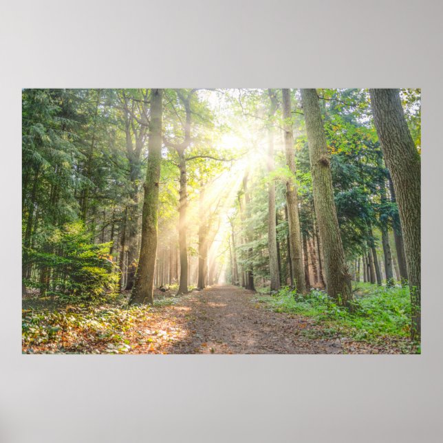 Póster La luz de arriba en el bosque (Frente)