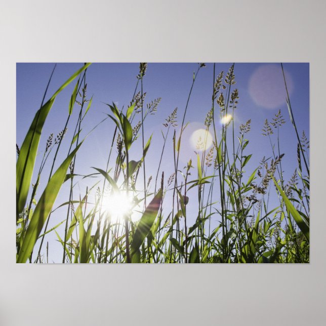 Póster La luz del sol a través del césped (Frente)