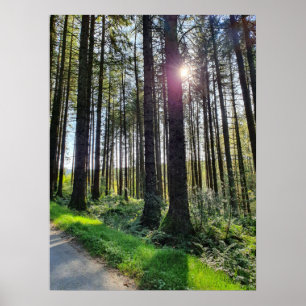 Póster La luz del sol llega a través de los árboles fores