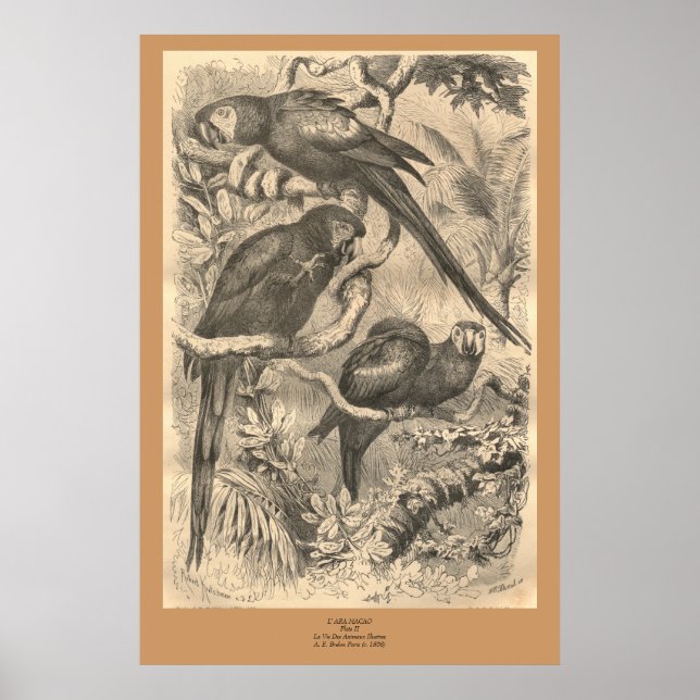 Póster La Macaw (Frente)