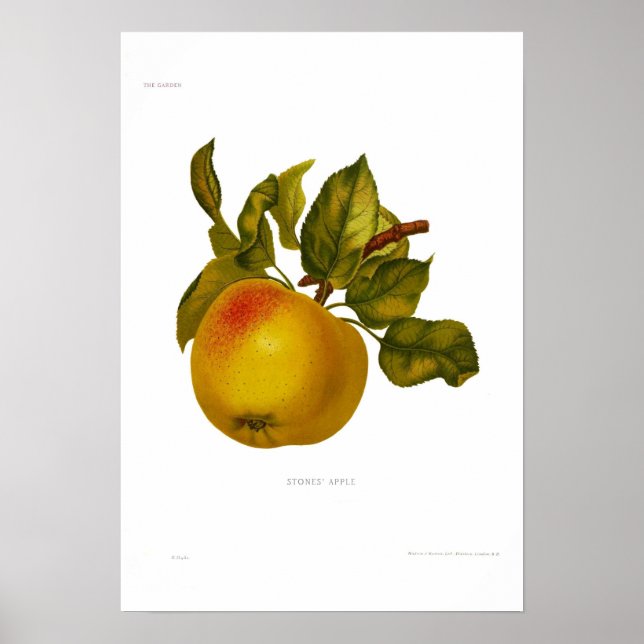 Póster La manzana de las piedras (Frente)