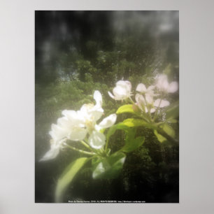 Póster la manzana florece #2, blanco y negro focal