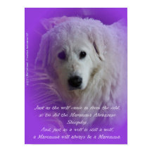 La Maremma y el lobo