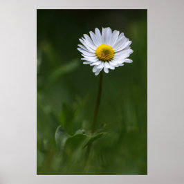 Póster - La Margarita Solitaria