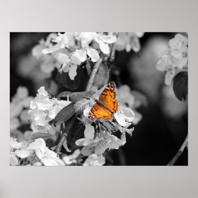 Póster La mariposa de la dama norteamericana en el Poster (Frente)