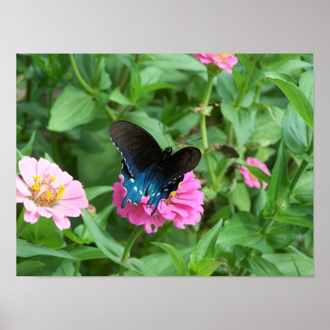 Póster La mariposa de Smitty (Frente)