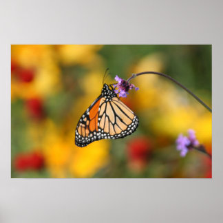 Póster La mariposa monarca se detiene para el polen
