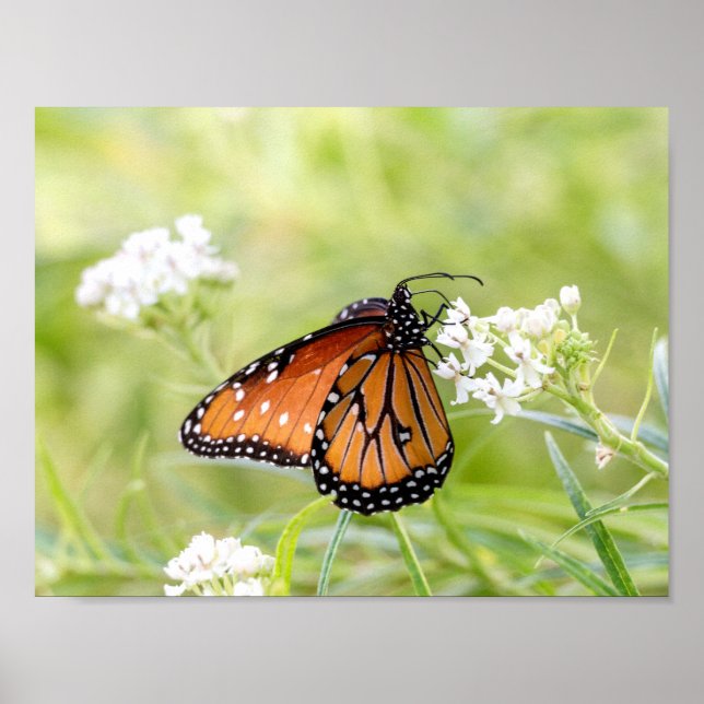 Póster La mariposa reina al sol en Milkweed (Frente)