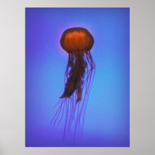 Póster La medusa en el espacio