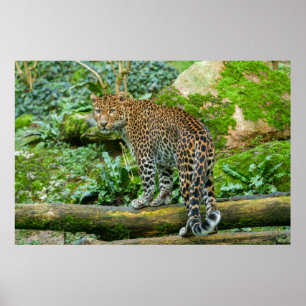 Póster La mirada de Jaguar, una elegancia feroz