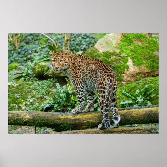 Póster La mirada de Jaguar, una elegancia feroz (Frente)