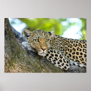 Póster La mirada de un leopardo - Imagen de clausura