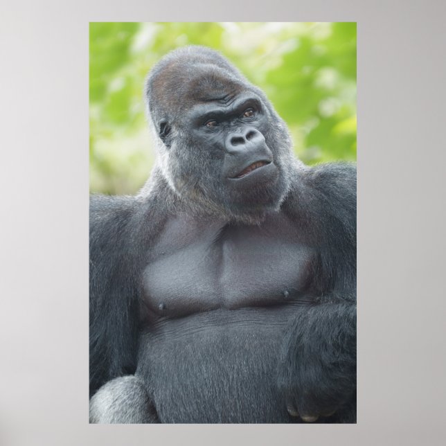 Póster La mirada de un Silverback (Frente)