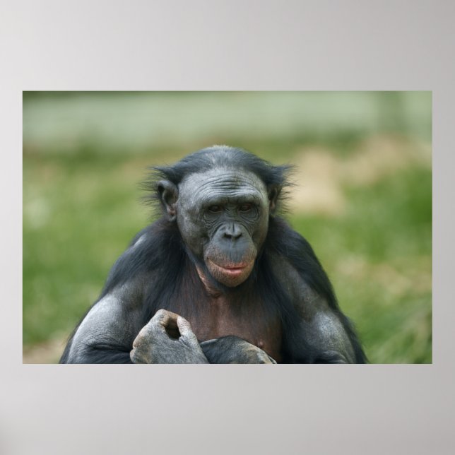 Póster La mirada del bonobo (Frente)