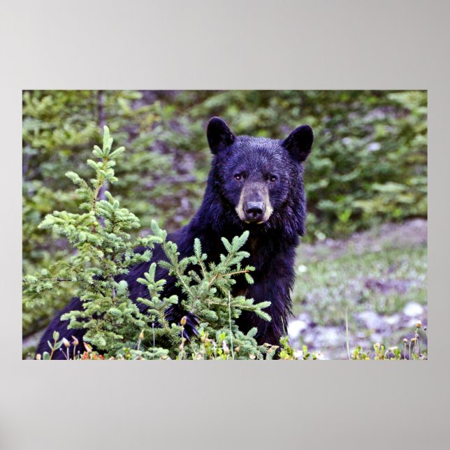Póster La mirada del oso negro (Frente)