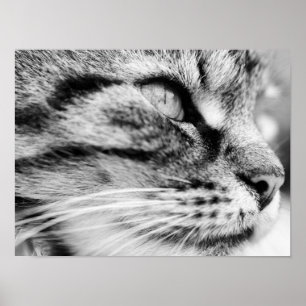 Póster La mirada fija