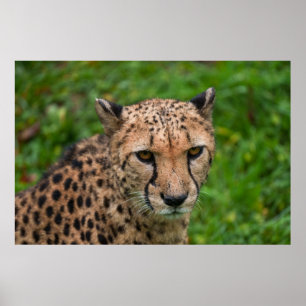 Póster La mirada intensa de Cheetah