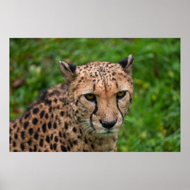 Póster La mirada intensa de Cheetah (Frente)