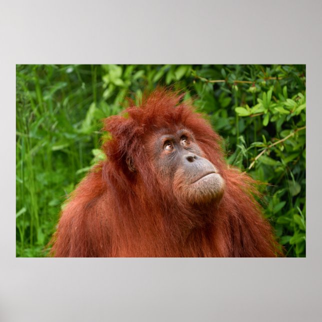 Póster La mirada reflexiva de Orangutan (Frente)