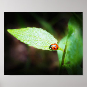 Póster La muerte de una dama roja en la fotografía de la