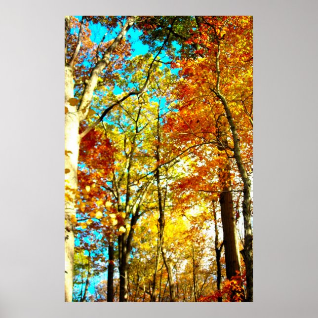 Póster La música es arcoiris (Frente)