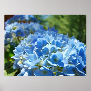 Póster La naturaleza cura las flores azules del Hydrangea