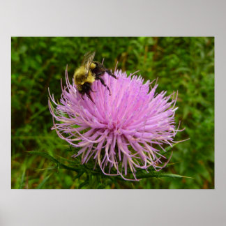 Póster La naturaleza de la flor del cardo