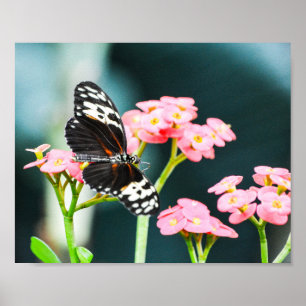 Póster La naturaleza de la mariposa insecta flores rosada