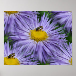 Póster La Naturaleza De Las Flores Púrpura