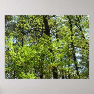 Póster La naturaleza de las hojas de arce de primavera