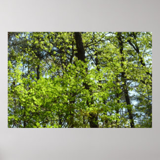 Póster La naturaleza de las hojas de arce de primavera