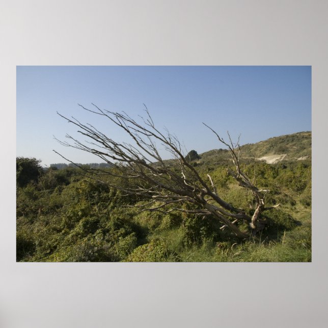 Póster La naturaleza está sola a veces (Frente)