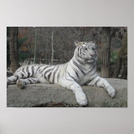 Póster La naturaleza hermosa fotografía de tigre blanco b