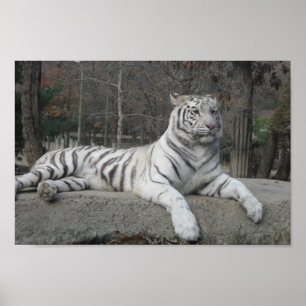 Póster La naturaleza hermosa fotografía de tigre blanco b