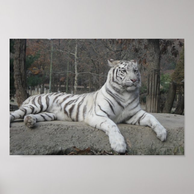Póster La naturaleza hermosa fotografía de tigre blanco b (Frente)