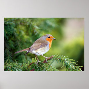 Póster La naturaleza lujosa